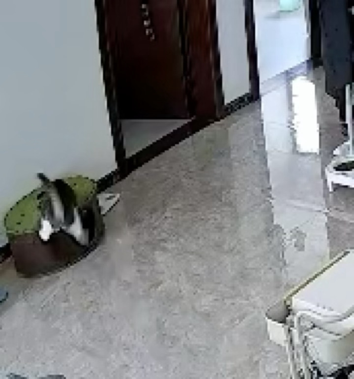 翻了下白天的监控要被圈圈笑死了，导出来好糊哎呀 