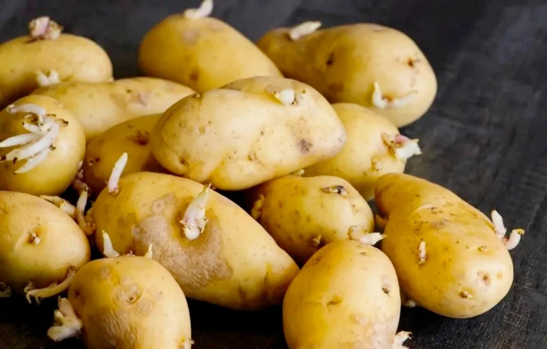 笑掉大牙！为讨好美方，赖清德当局连发芽土豆都敢往嘴里塞
 
为了抱紧美国大腿，赖