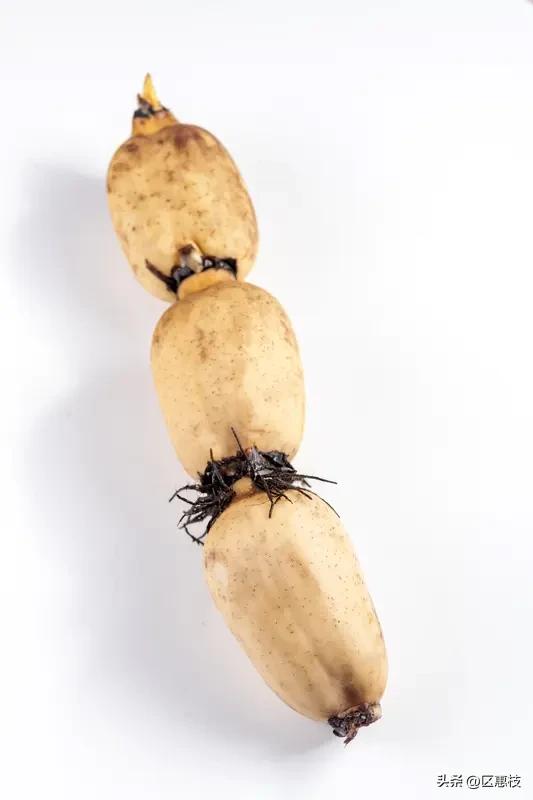 秋天建议多吃的4种蔬菜，不是瞎说，吃了你就知道了
南瓜，莲藕，白萝卜，山药。