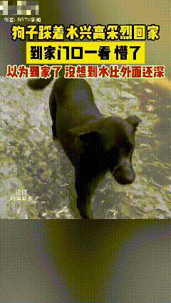 “家没想到成了大海！”河南新乡，一只狗狗大雨天踩着积水欢快回家，谁知到家门口一愣