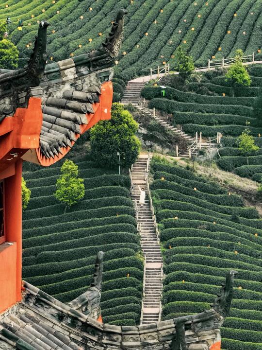 上春山🍃成都周边春日采茶徒步路线！超治愈