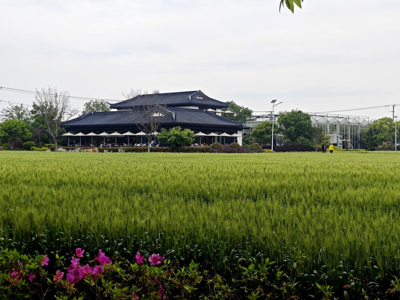 上海嘉定乡悦华亭度假区，有座一尺花园咖啡餐厅，藏在大片麦田里。

乡野的风，掠过