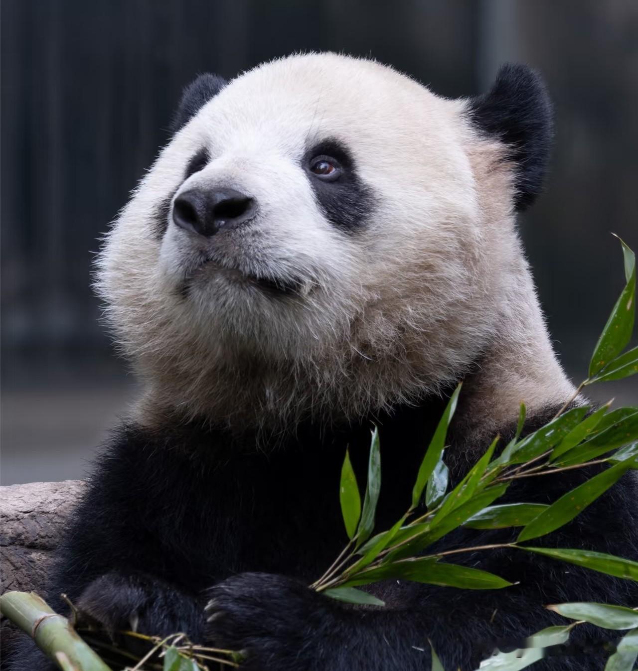 兰重重睁眼和闭眼是不是判若两熊？眼睛睁开的兰重重又帅又萌，不信就请看图1～3，抱