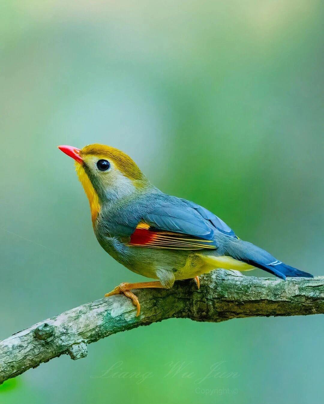 鸟作品～1.红嘴相思鸟
每天早上天蒙蒙亮就听到窗外鸟叫声，悦耳动听给人一天的好心