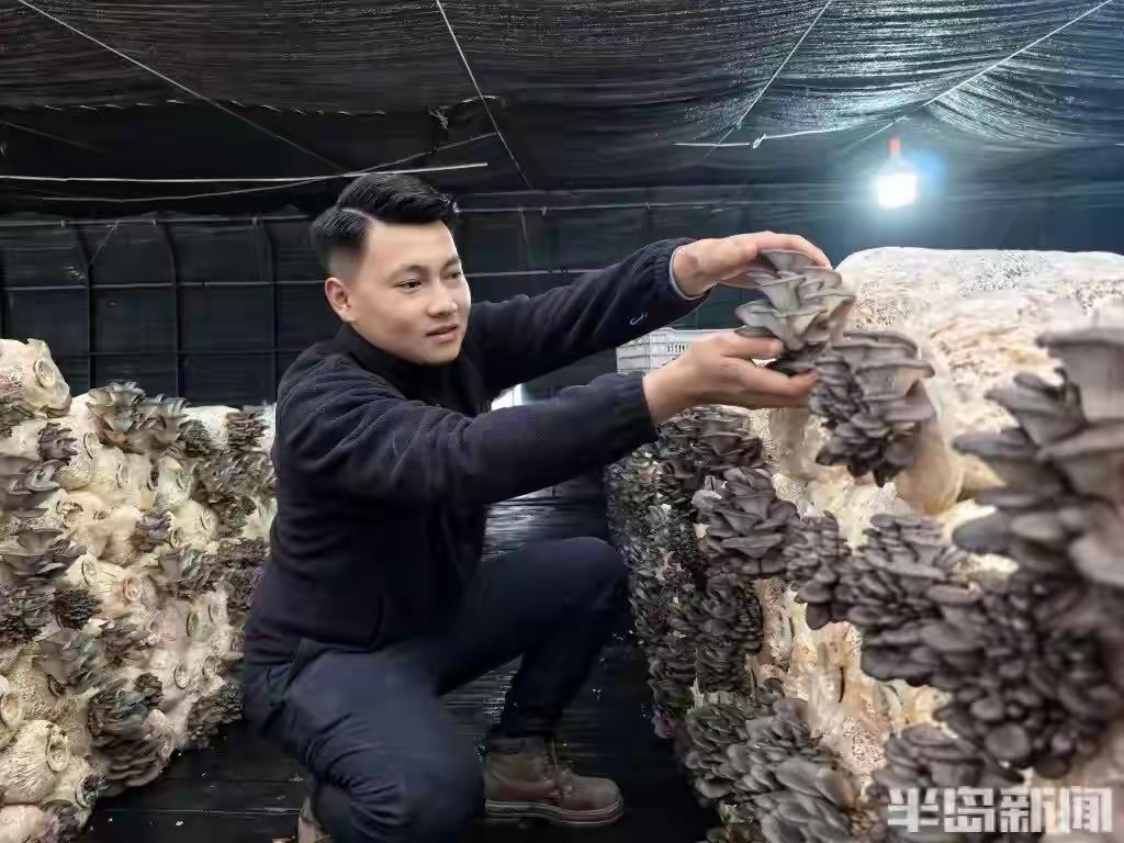 青岛00后电焊工裸辞逆袭！瞒父母租10亩地种蘑菇，首年亩赚3万，年轻新农人引爆乡