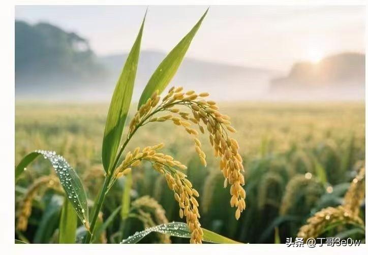 周三放晴，武汉地铁客流量重达400万人次以上，为407万多[呲牙][呲牙][呲牙