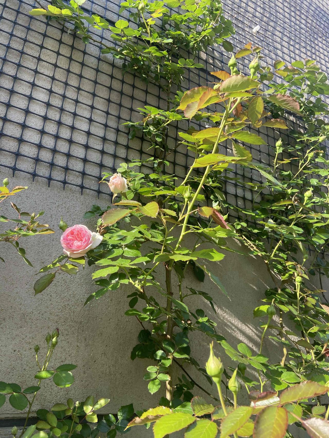 家门口的方寸小花园，藏着最治愈的美好✨

不必奔赴远方，家门口的一方小院，便是独