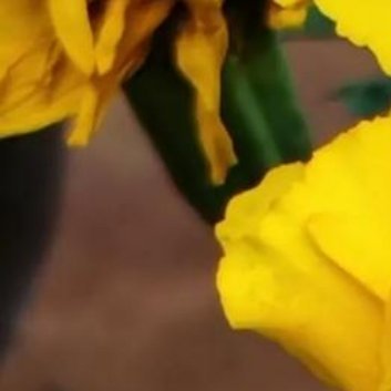 种植 🌹孔雀草种植方法一、种植时间孔雀草的种植时间应选在春秋两季，一般选在春季