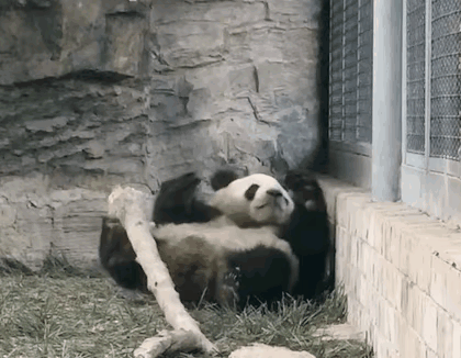 萌兰搬家去了新场馆，以后大么么再也不用在这个狭小的角落做仰卧起坐了，想想都替么么