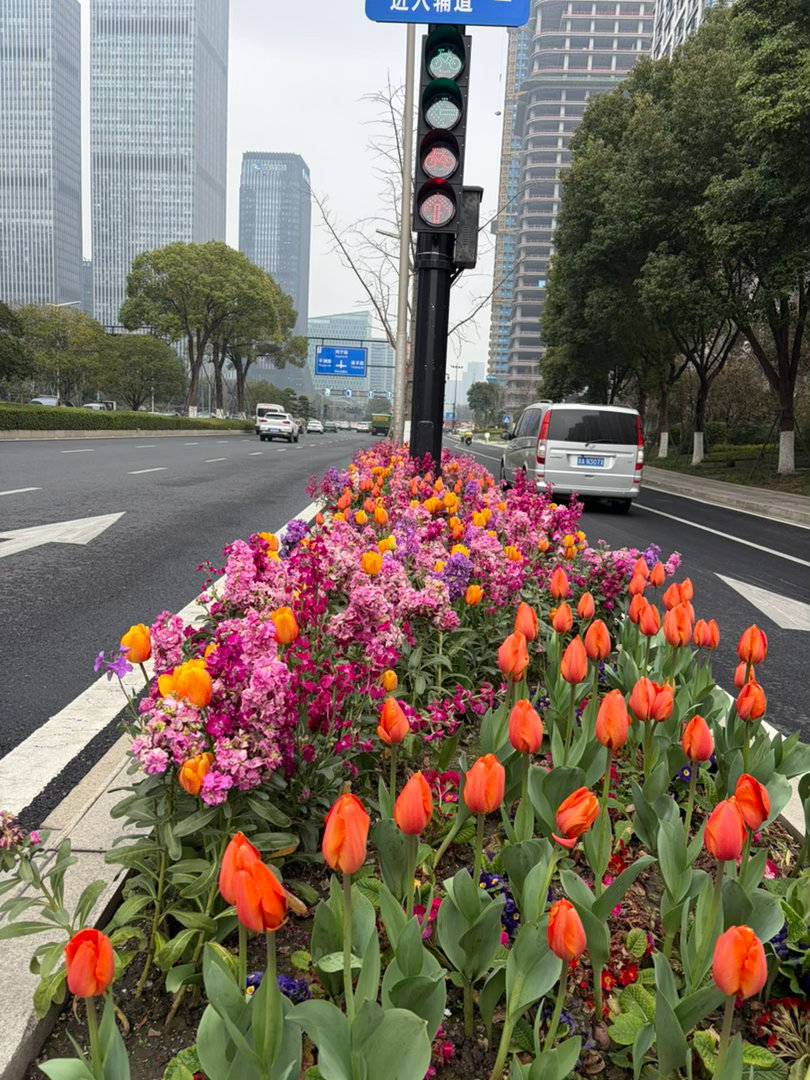 杭州路边的花 开得比楼下花店的好 