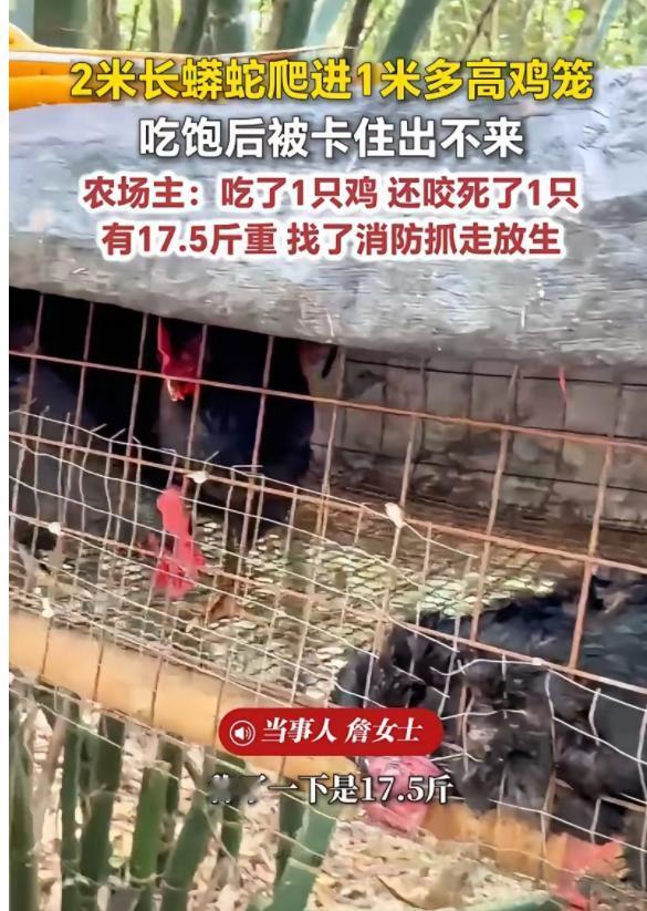 太可怕了！福建，一女子在上山搞养殖，早上来喂鸡时，一到地方就发现地上躺着一只鸡，