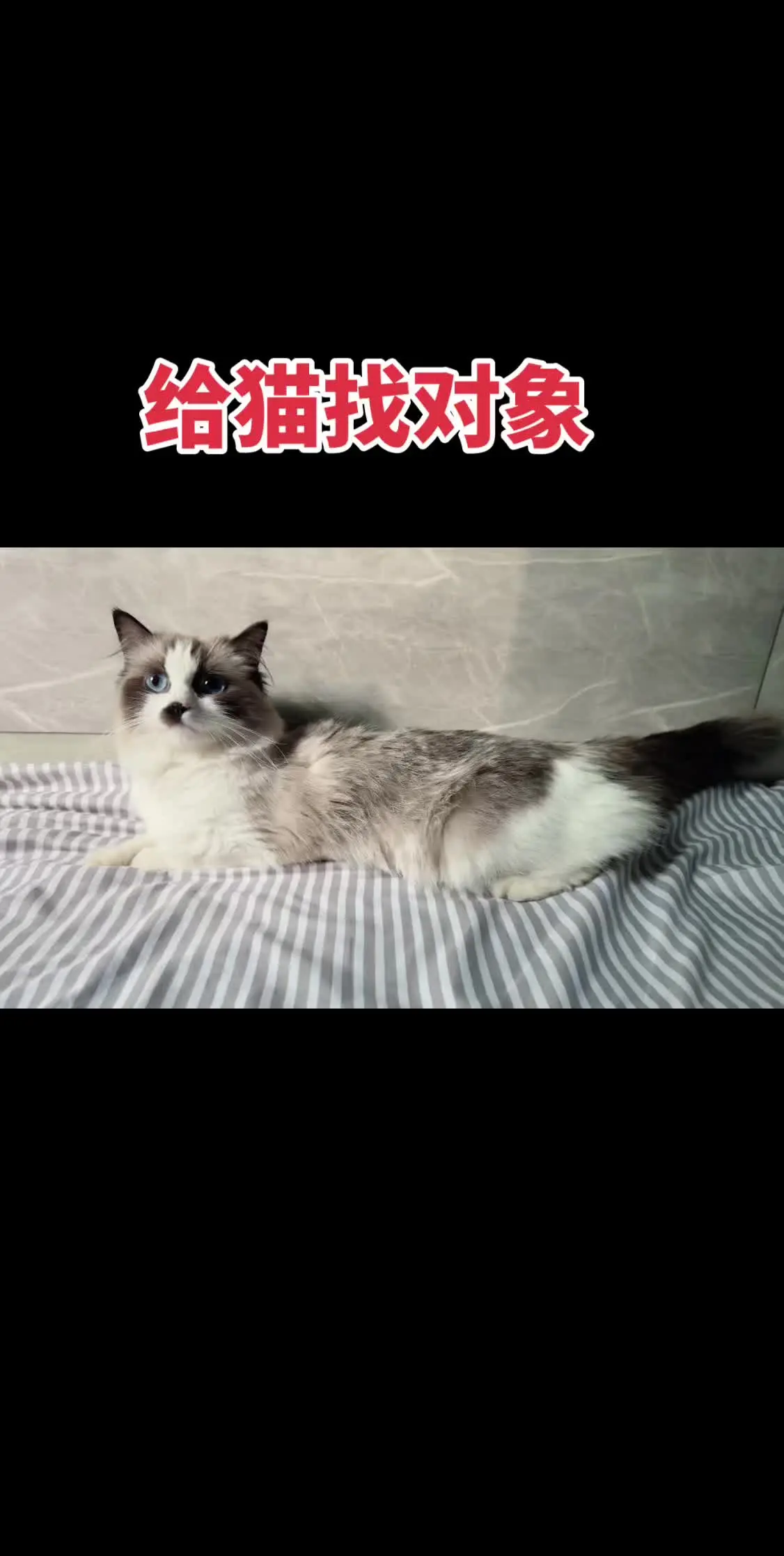 清原谁家有雄性布偶猫，我家有母猫需要借配，有的联系我～