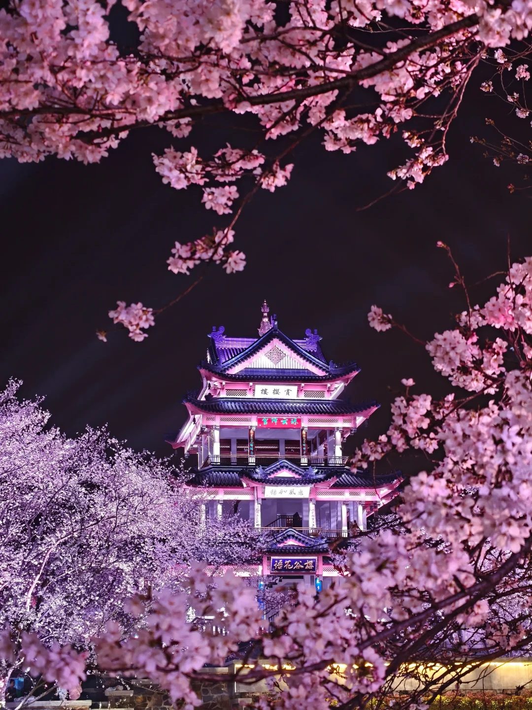 3.25实拍鼋头渚樱花已盛放🌸错过再等一年❗️