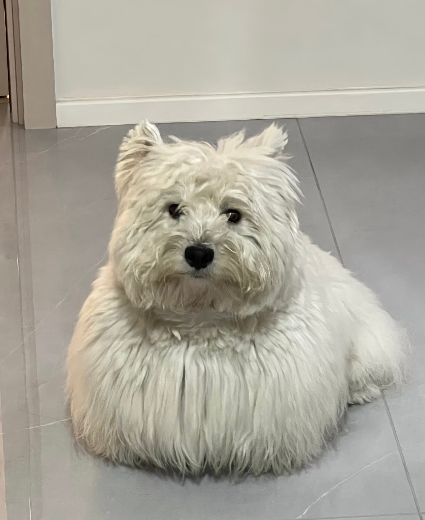 家里不能养耗牛 