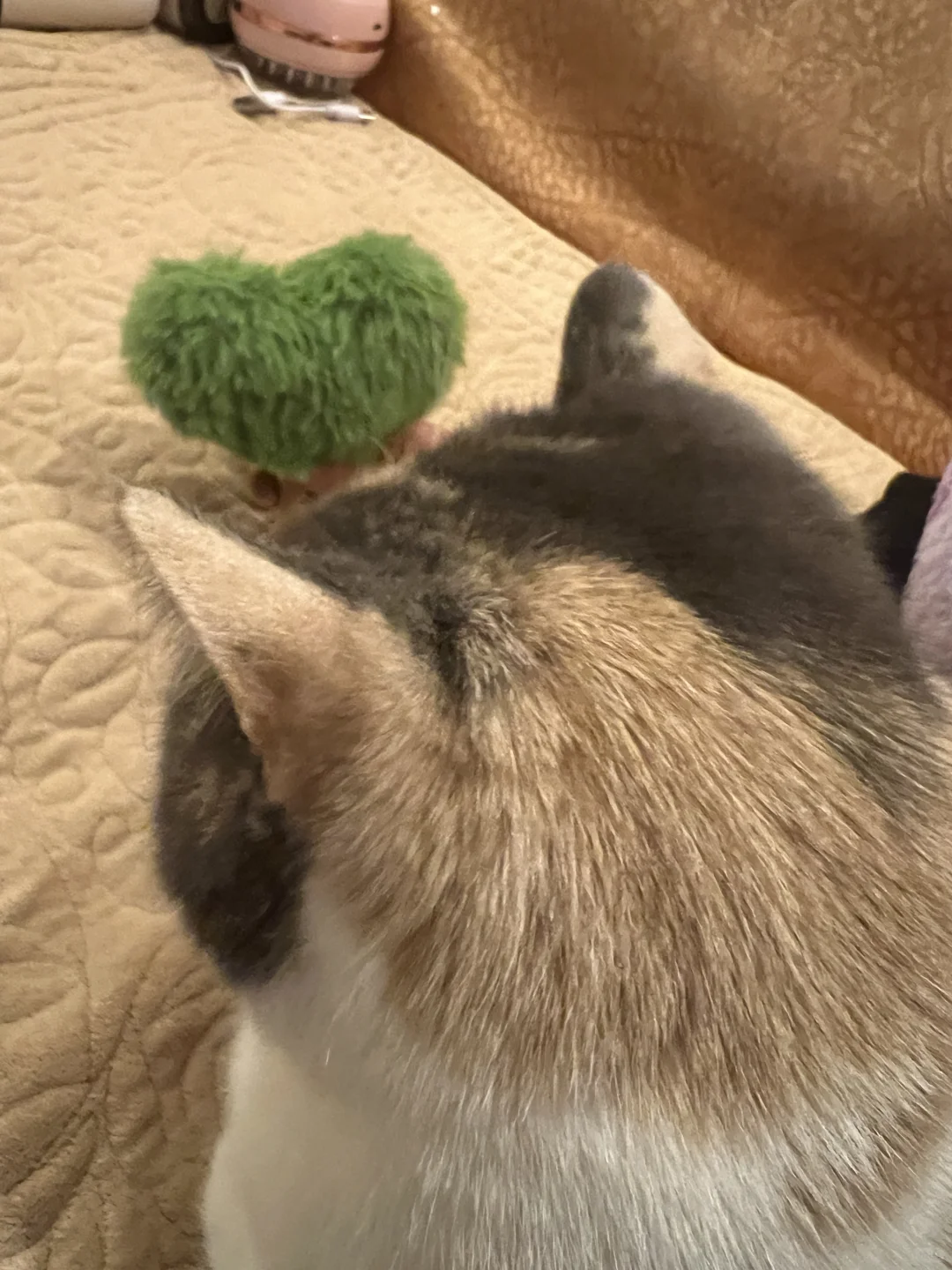忧郁小猫