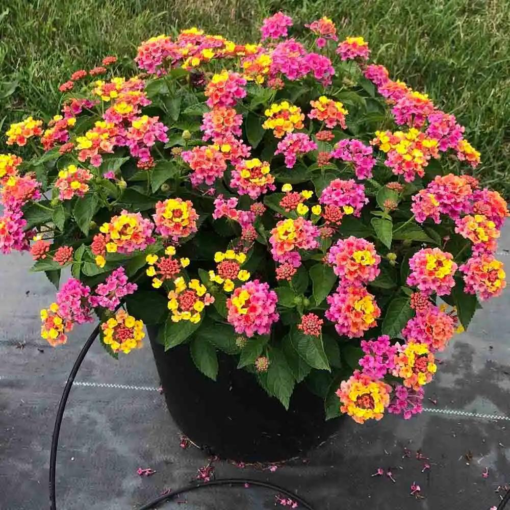 五色梅
       今春到嘉兴植物园踏青，道旁一团团花球直晃人眼，单簇花上挤着