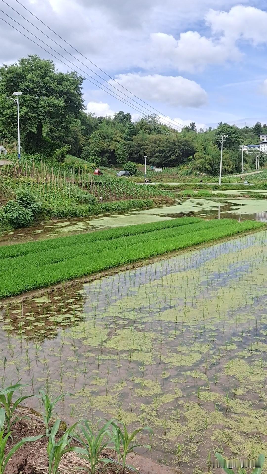 这两天一直纠结要不要去参加同学儿子的婚礼。

同学在群里发了邀请函，她儿子结婚，