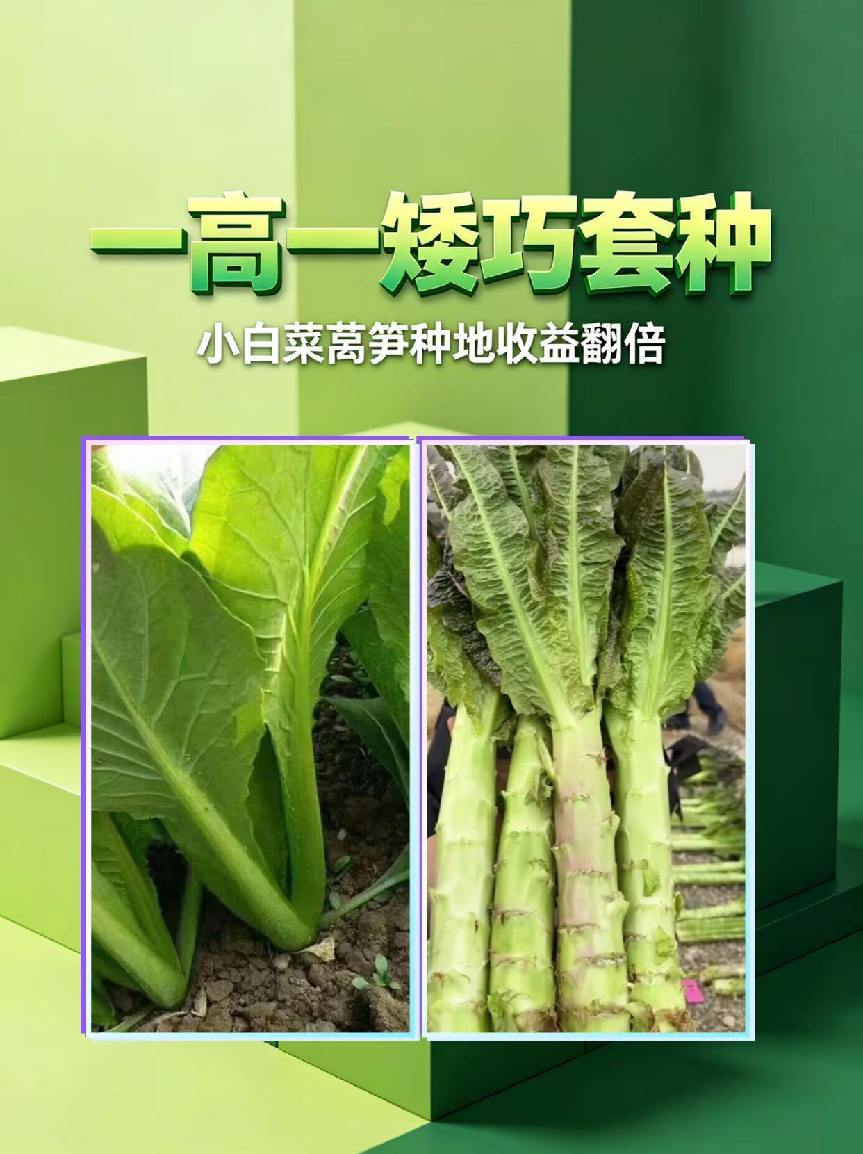 一高一矮巧套种，小白菜莴笋种地收益翻倍。小白菜 莴笋