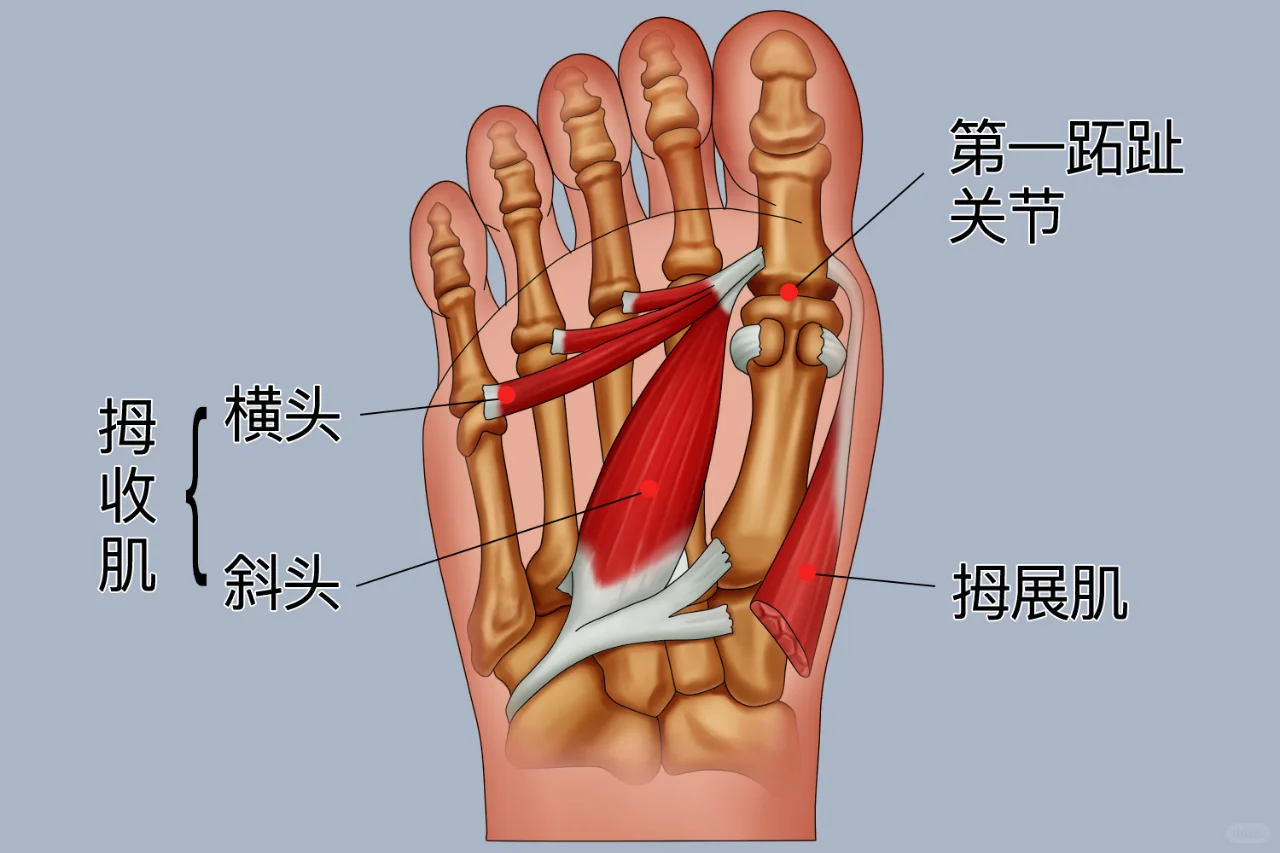 第一跖趾关节位置图片