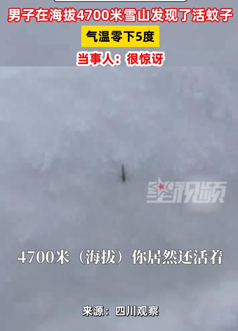 蚊子变异了？男子和朋友一起去雪山徒步，不料，在爬到海拔4700米处，却发现地上有