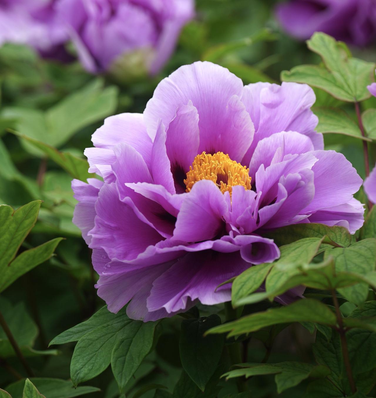 且赏最后这抹春色

那丛最晚的牡丹，终于舍得开了。

硕大的花朵缀在枝头，花瓣层