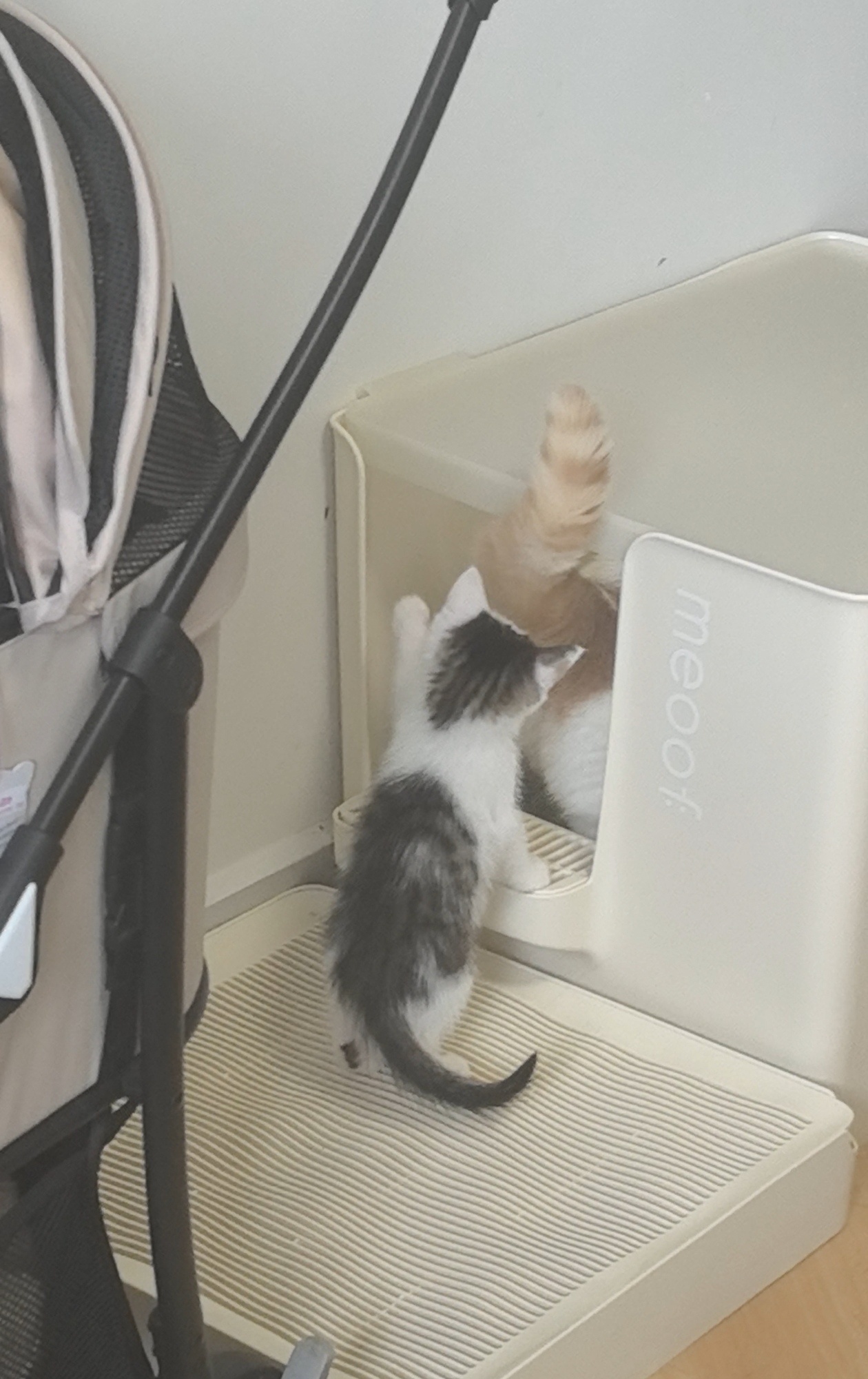 素质低下缺德猫就这样在其他猫上厕所的时候偷袭别咪屁股，好可怕的文盲，没有一顿打是