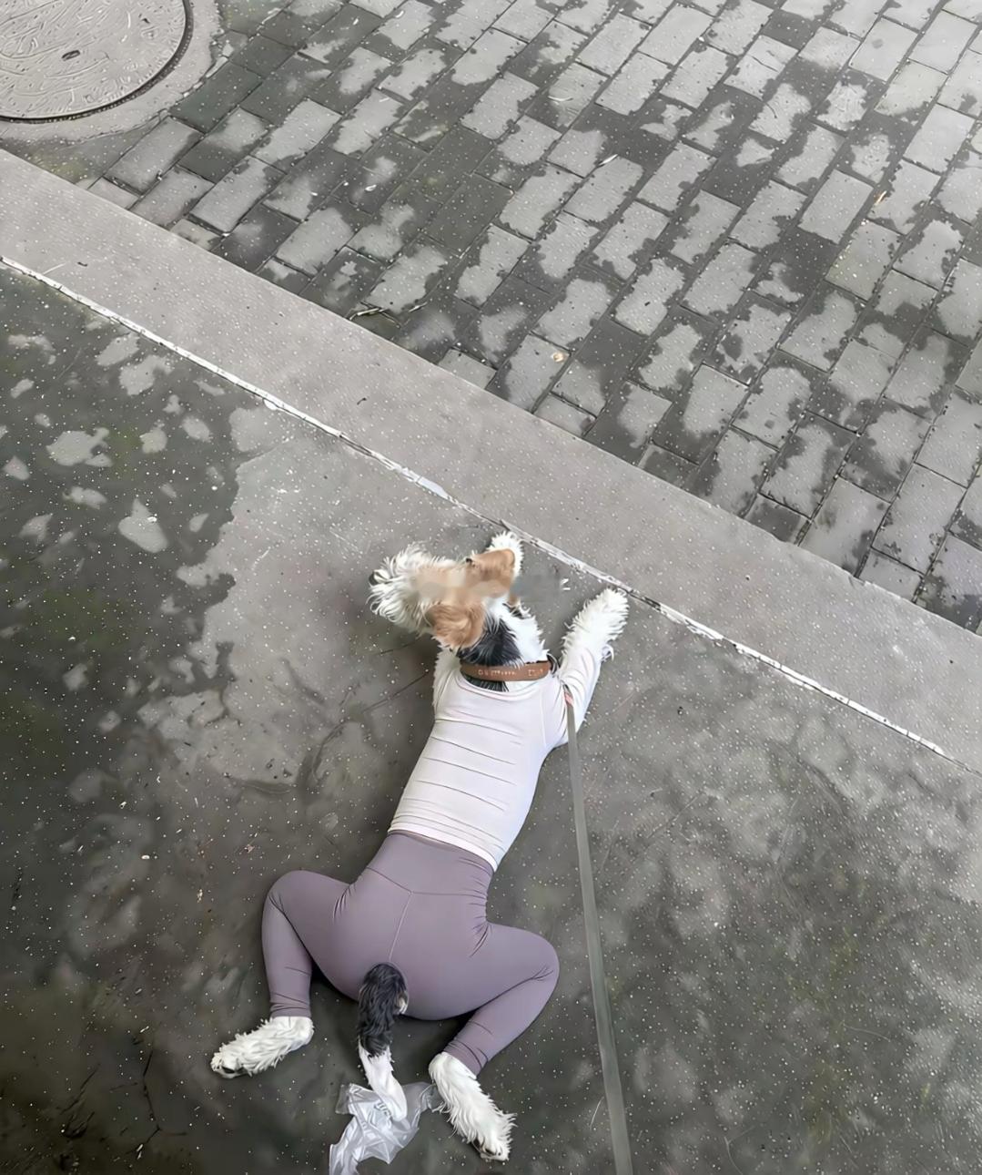看了一眼，才发现还真的只是狗