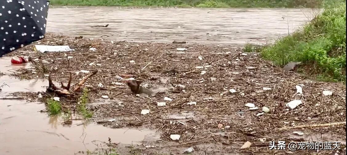 洪水中狗狗落水，自己坚强地奋力游上了岸。有许昌的网友发视频，7月19日在河南许昌