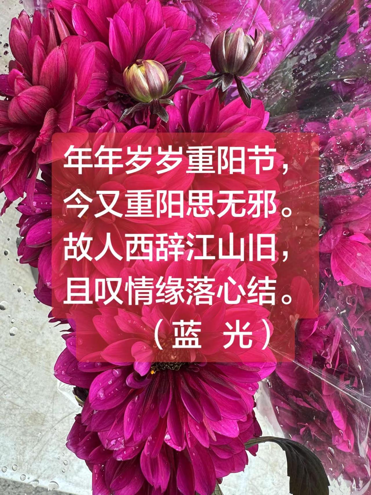 蓝光丨今又重阳，祝福节日快乐。年年岁岁重阳节，今又重阳思无邪。故人西辞江山旧，且
