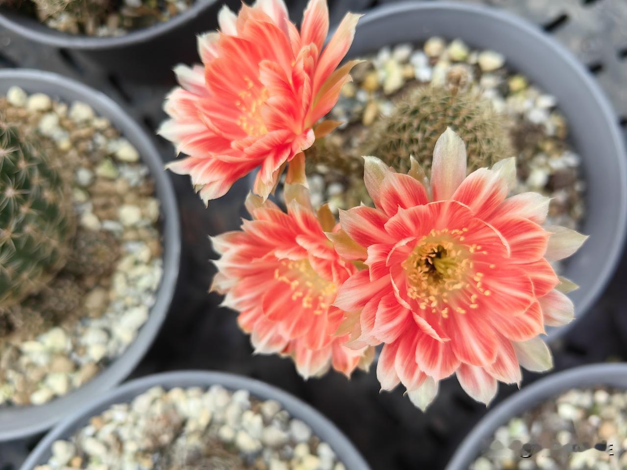 晒出你的本地生活 惊艳的仙人掌花，绽放出绚烂的色彩！🌵🌺第一次看到仙人球开花