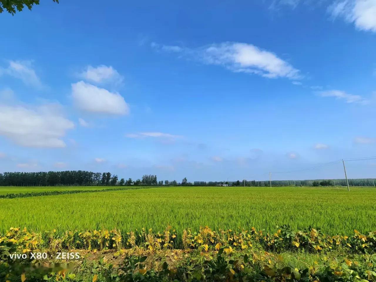 母亲去世后种了一辈子地的父亲离开故土和我一起去城里居住。

临行前堂叔找到我，希