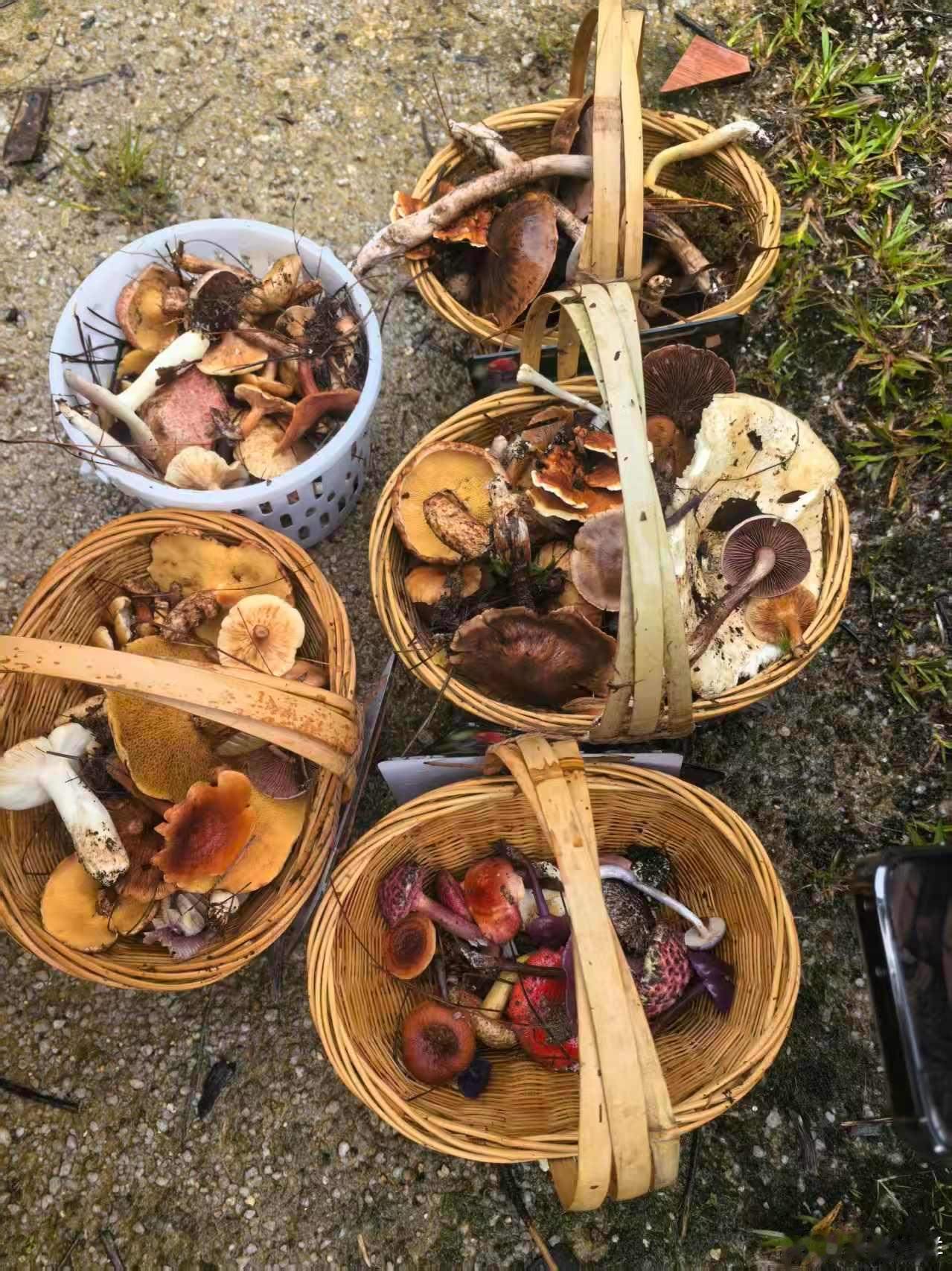 这些红伞伞白杆杆吃完会躺板板吗？ 