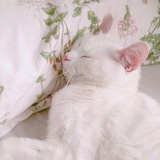 圆滚丸热说汽车
