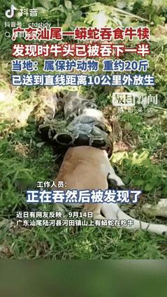 太吓人了！9月14日，广东汕尾，一村民见小牛犊迟迟没回家，就到山上找牛，意外在草
