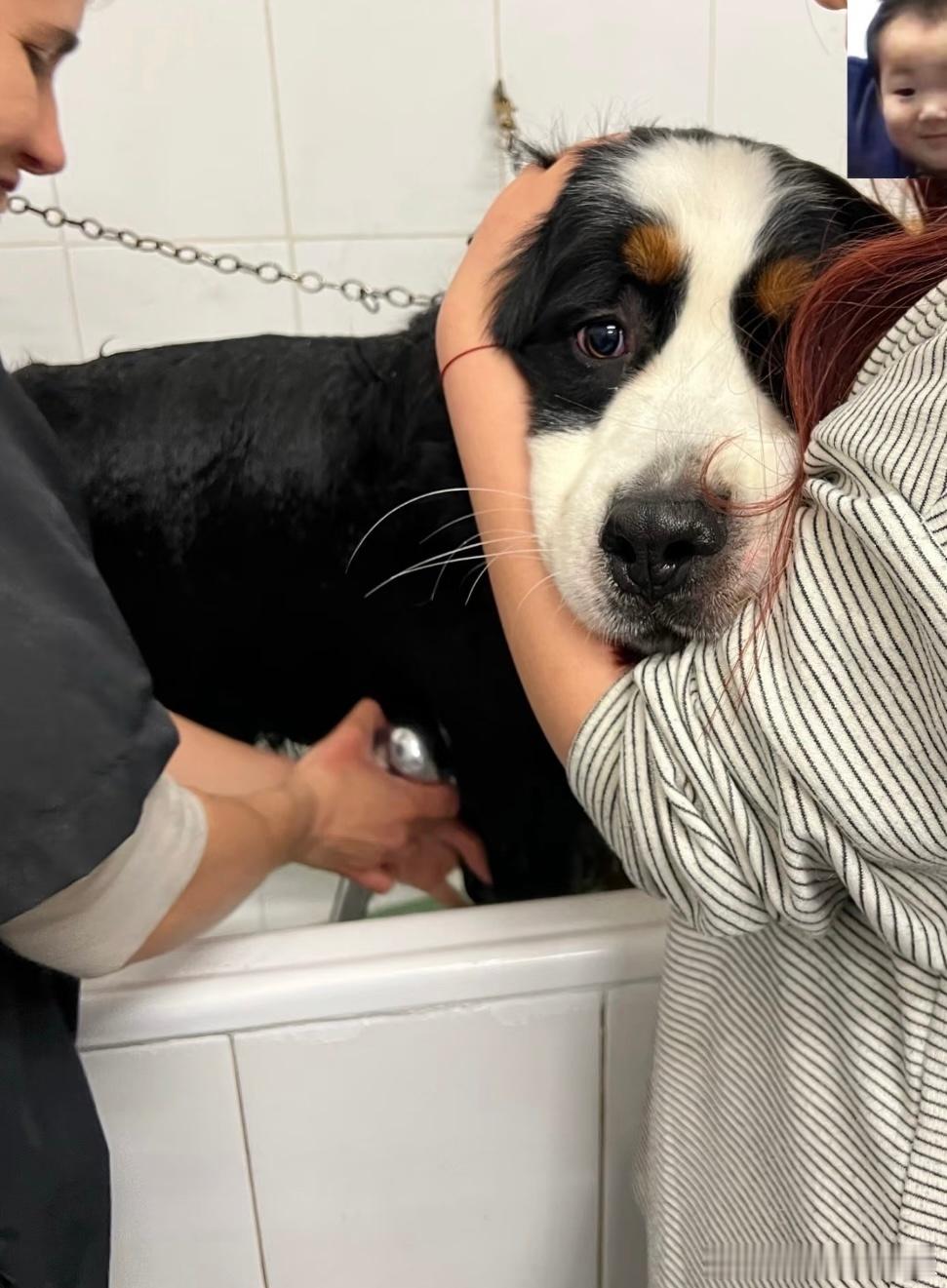 加拿大一黑熊偷吃狗粮被博美犬逼退有没有可能这个黑熊是咱伯恩山扮演的？个头和伯一样