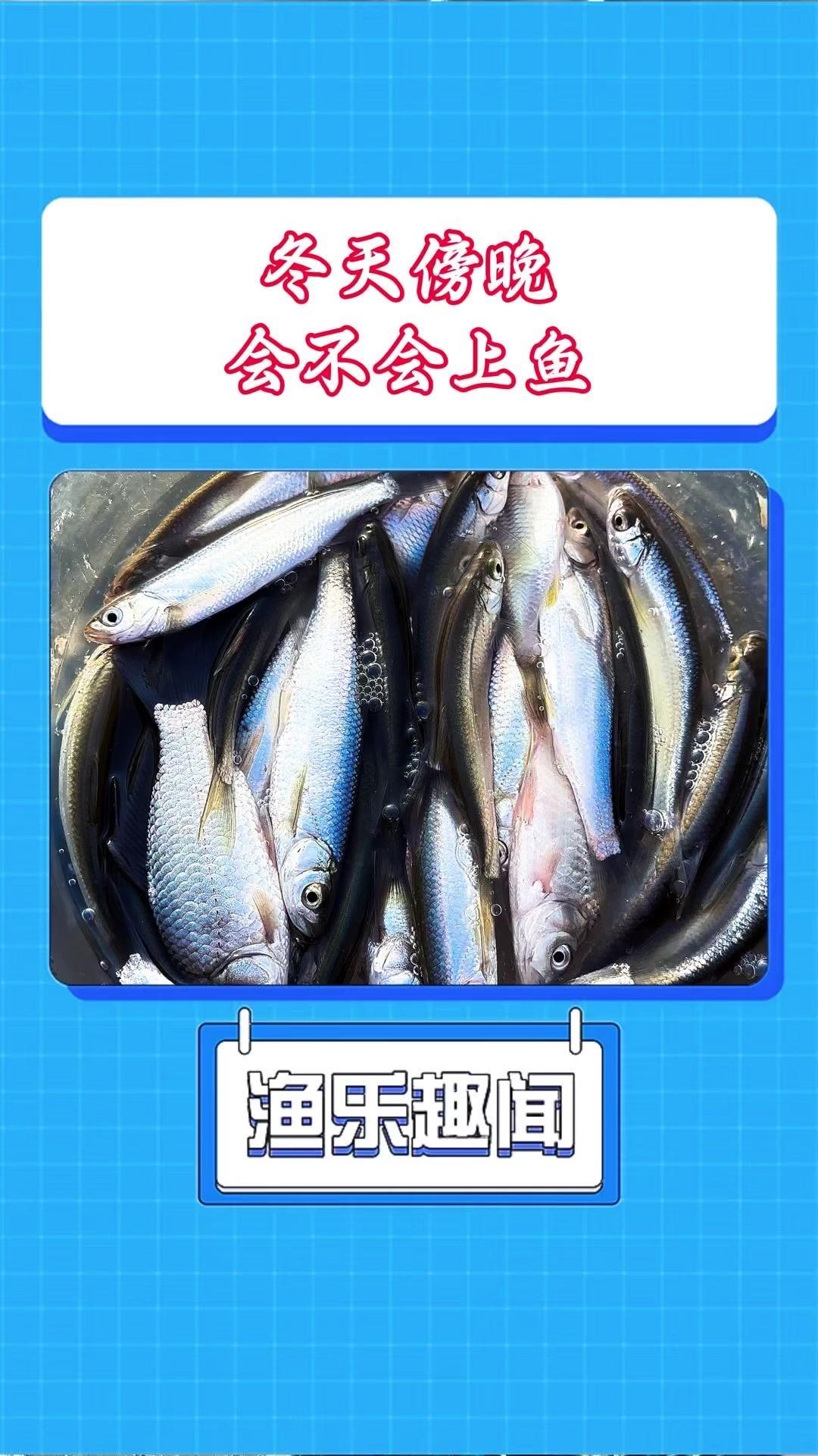 🌅上次白天连杆上白条，今天选择傍晚试试，看看鱼情怎么样。

饵料还是地狱猫加红