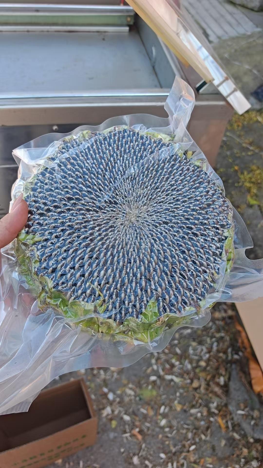 小吕的百日梦向日葵 好消息 因为距离远而发霉的问题解决了我们后面发货的向日葵，都
