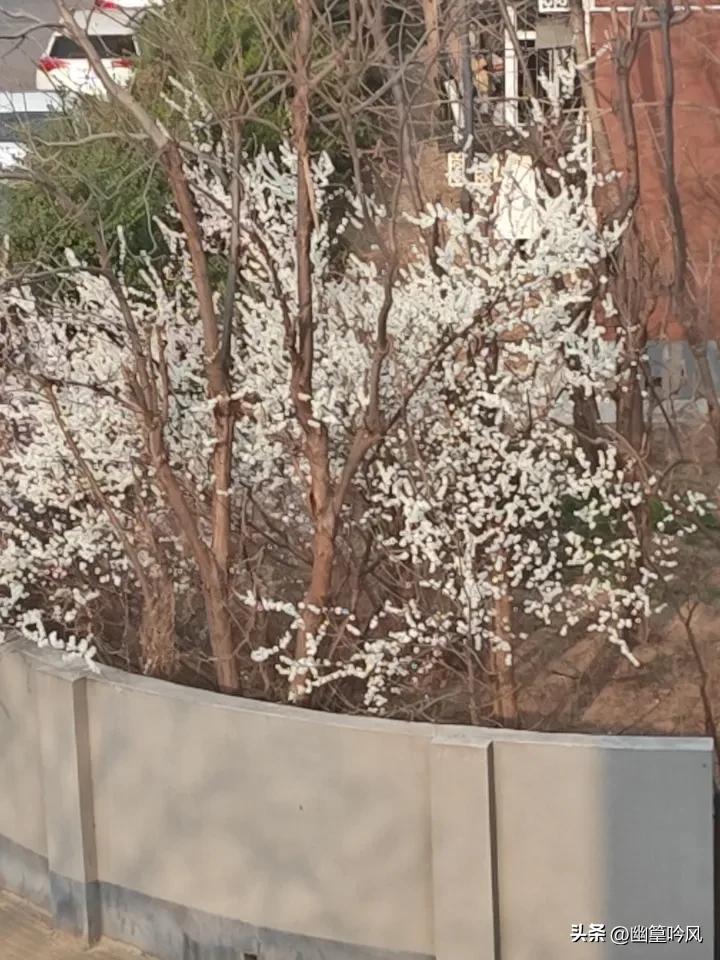 分享一下你随手拍下的照片冬去春又来，玉兰花儿开。遥知不是雪，唯有暗香来。晒图笔记