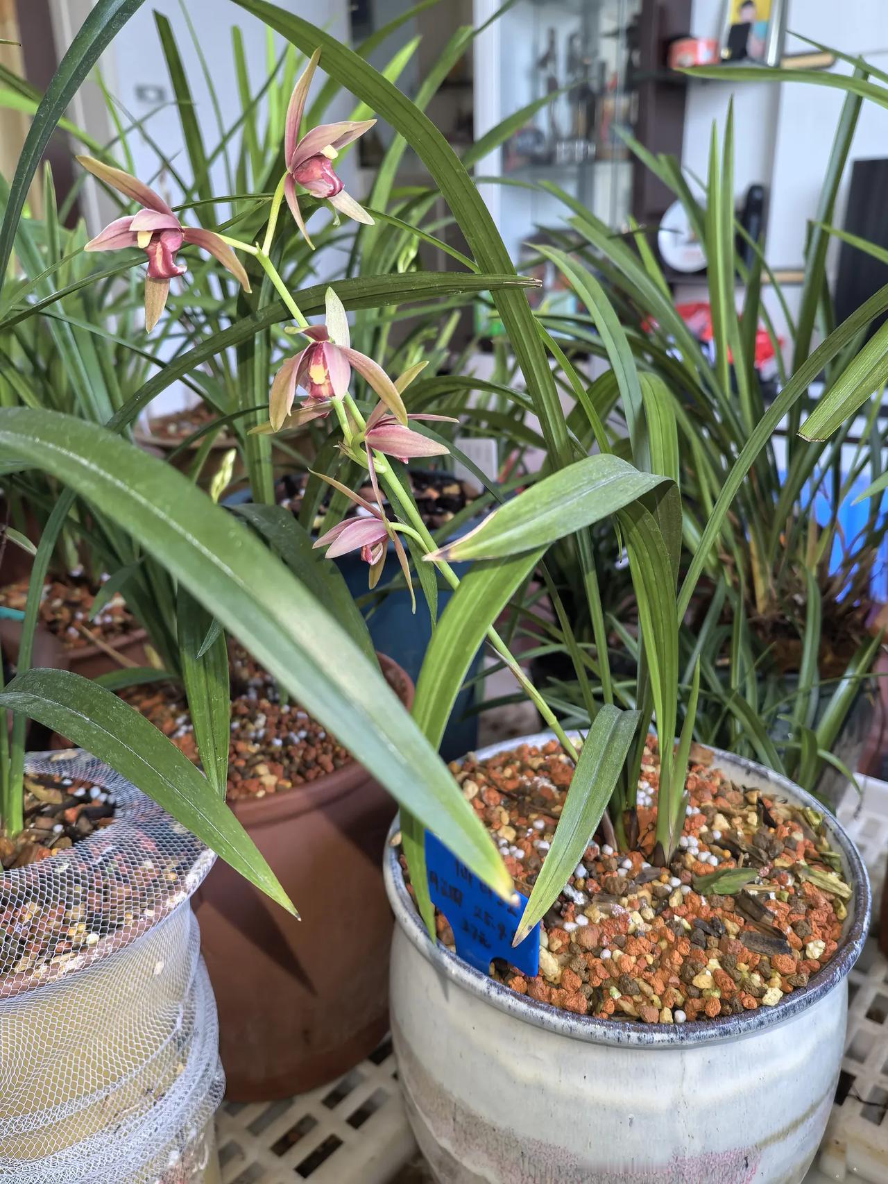 养兰心得｜别再迷信兰花只能散射光！
 
不少兰友被科普劝退：兰花怕晒，只能放散射