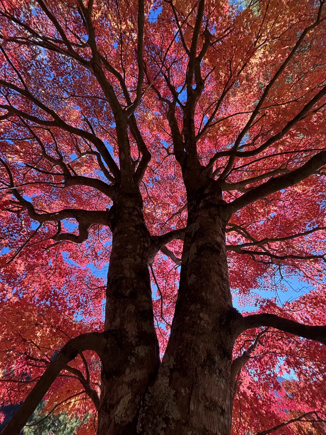 长野赏枫🍁