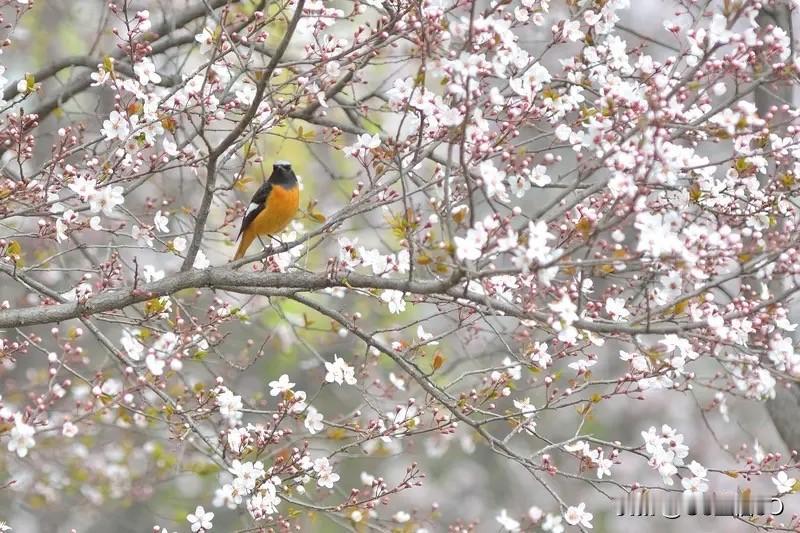 冬去山明水秀，春日阳光尽显明媚之态，格调清新，花朵娇艳，峰回路转雁自在游山。 ?