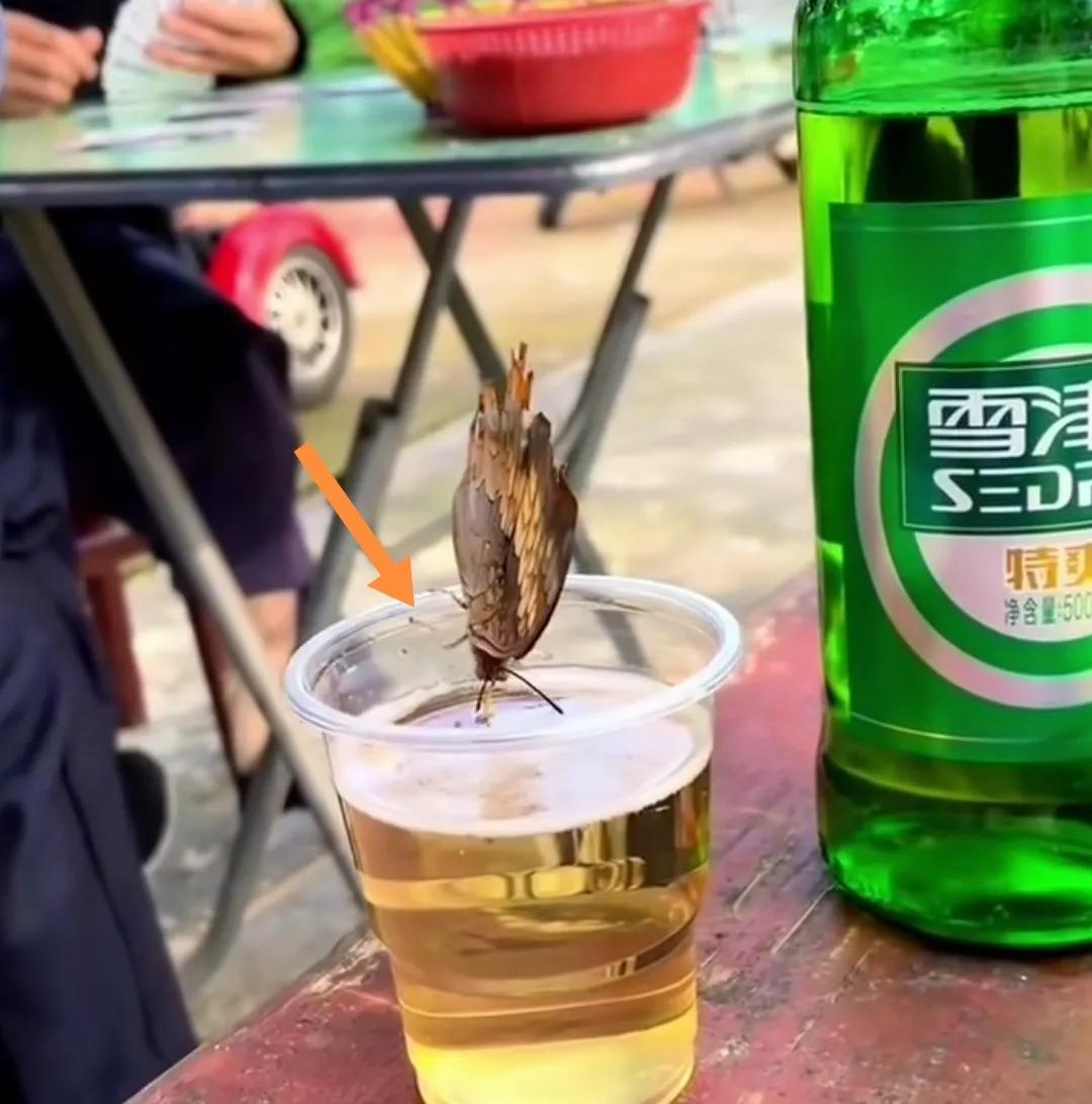 一只蝴蝶🦋喝啤酒🍺，真是《酒醉的蝴蝶》。