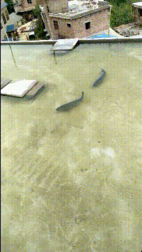 夏天晒熟了