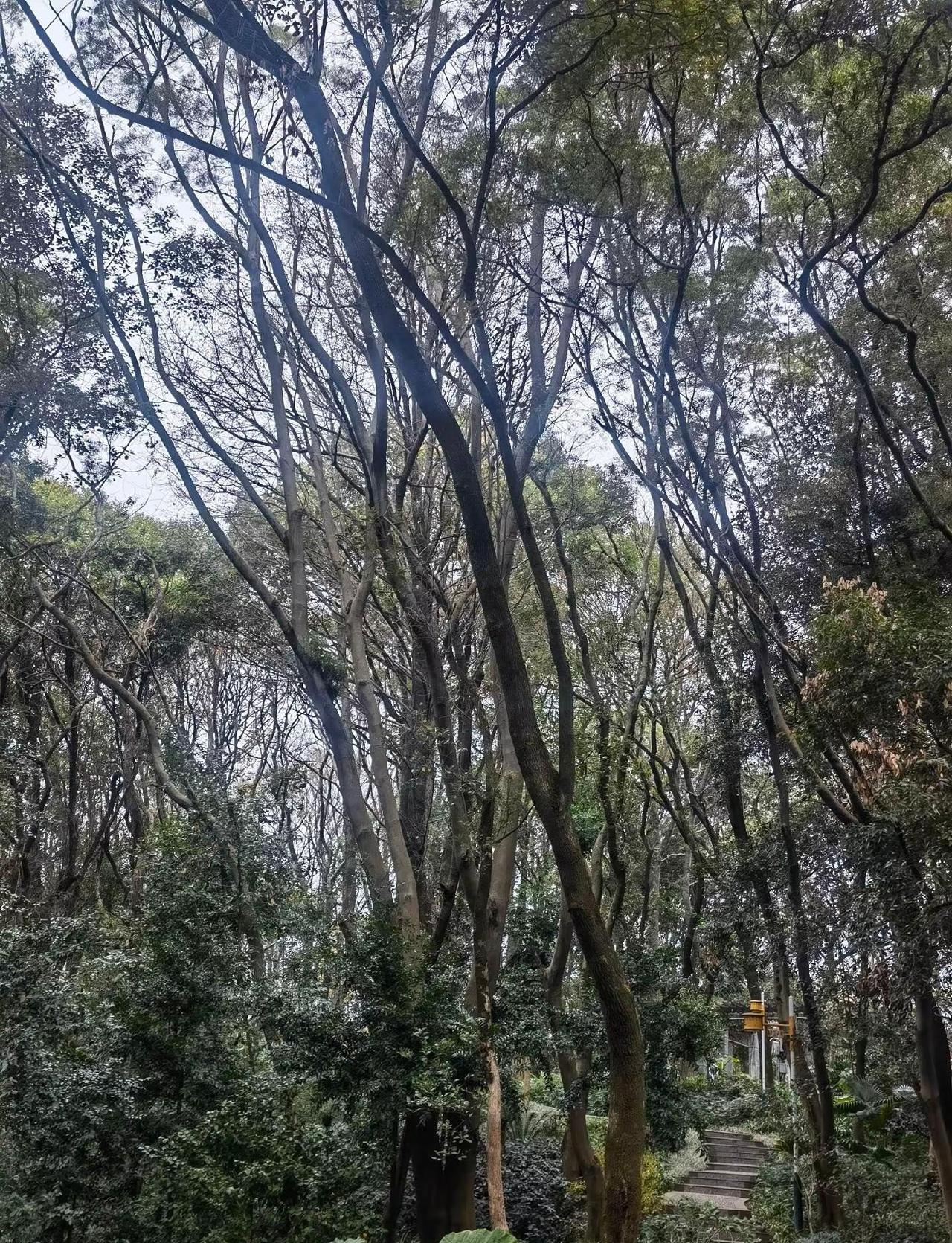 龙岩登高山空气很好 光线充足鸟语花香，是很好的生态公园，非常适合散步放空，夏天也