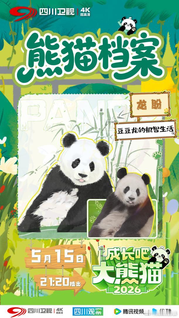 【雅安基地的四大单胎熊猫千金】熊猫界的i妈和e崽在雅安 今晚9:20，四川卫视成