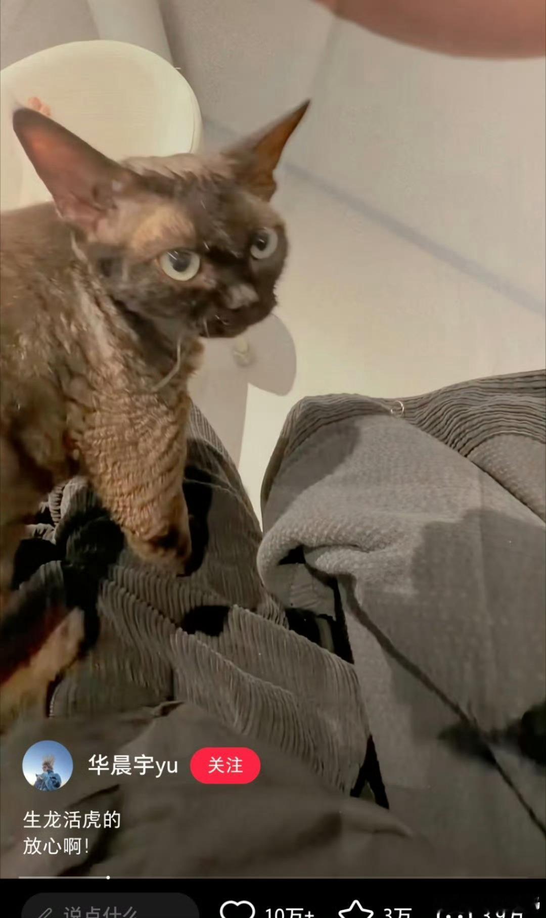 华晨宇喂猫吃巧克力蛋糕看了一下， 猫有好奇心过来瞅了下舔了一小口蛋糕不过猫暂时也