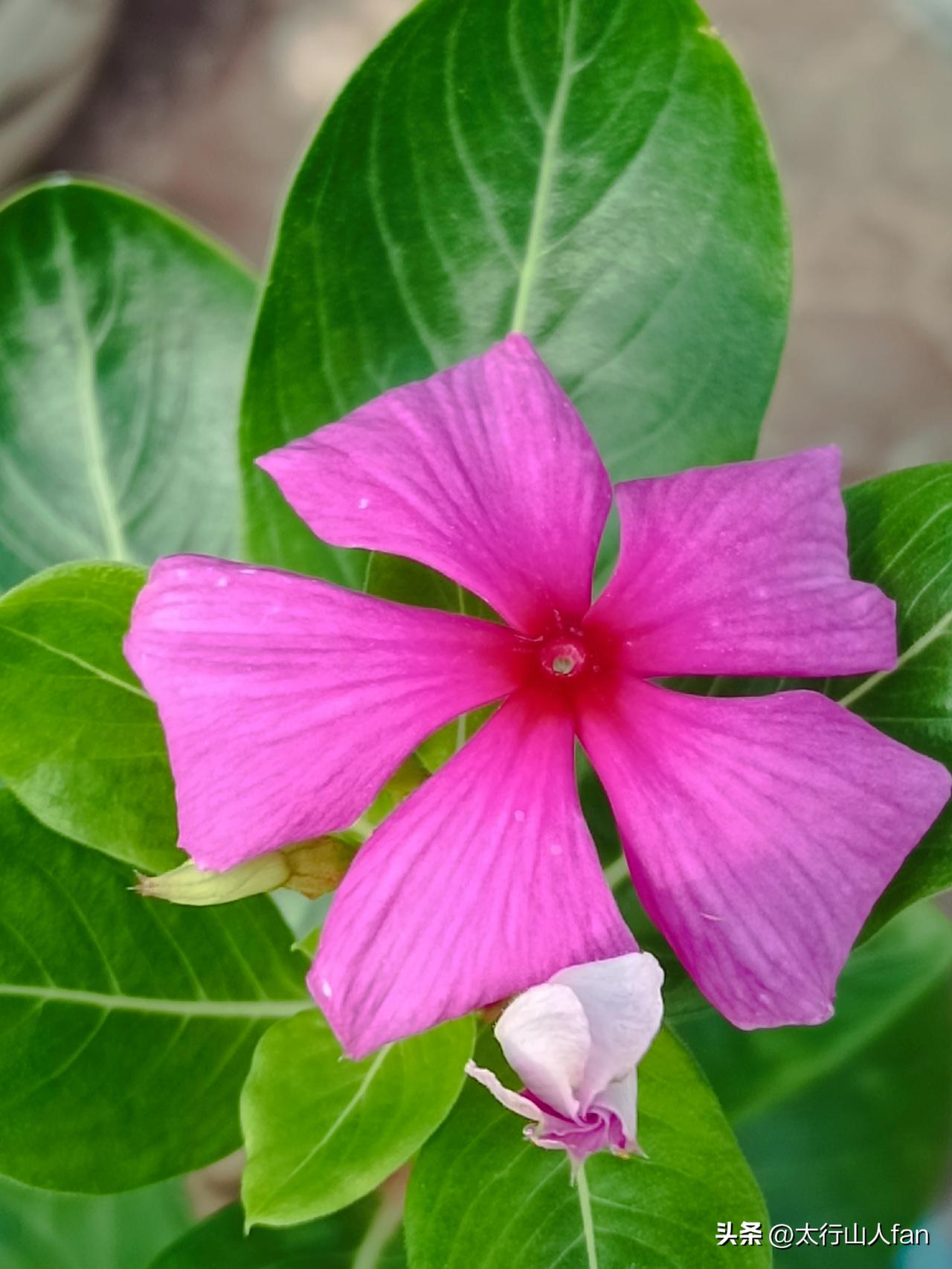 长春花，学名Catharanthus roseus，属夹竹桃科长春花属，别名有日