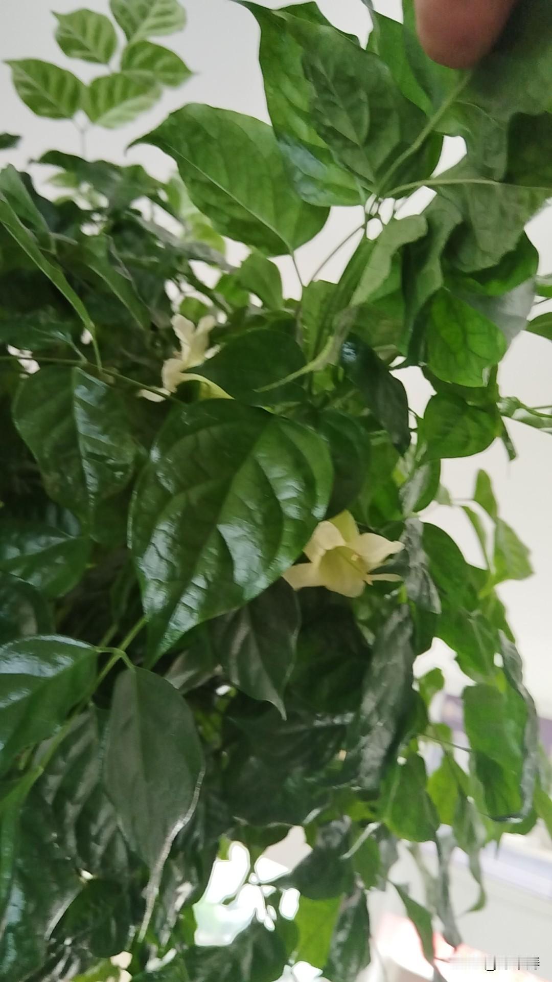 孙中涛我养的发财树开花了，千年难逢！分享给铁粉们！请铁粉们以：发财树开花好兆头：