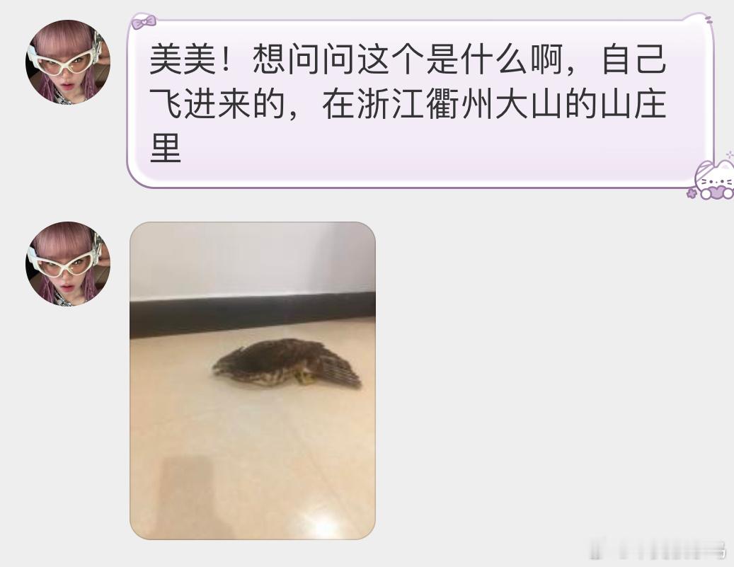 飞屋里的【凤头鹰】估计在屋子里找出口的时候撞到了，有明显的应激反应可以找个纸盒盖