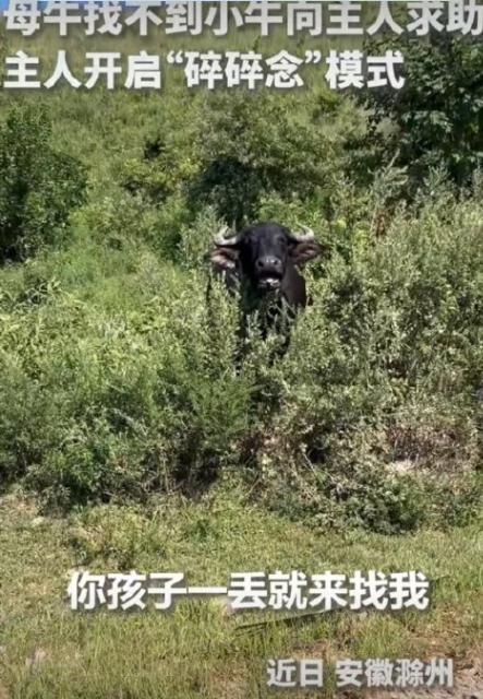上人民日报了。安徽滁州，一母牛只顾吃草弄丢了小牛，主人本以为它会自己四处寻找，没